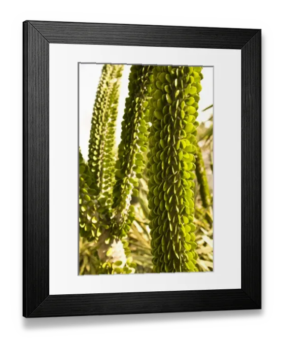 Framed Print : North America, Mexico Framed Print : North America, Mexico
