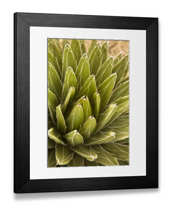 Framed Print : North America, Mexico Framed Print : North America, Mexico