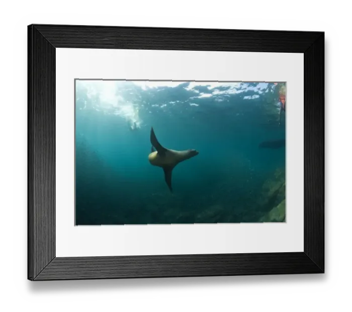 Framed Print : California Sea Lions (Zalophus californianus), Los Islotes Marine Preserve, Espiritu Santo Island Framed Print : California Sea Lions (Zalophus californianus), Los Islotes Marine Preserve, Espiritu Santo Island