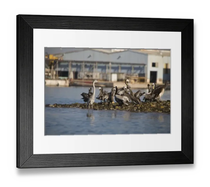 Framed Print : Waterfront Boat Tour, Mazatlan, Sinaloa State, Mexico