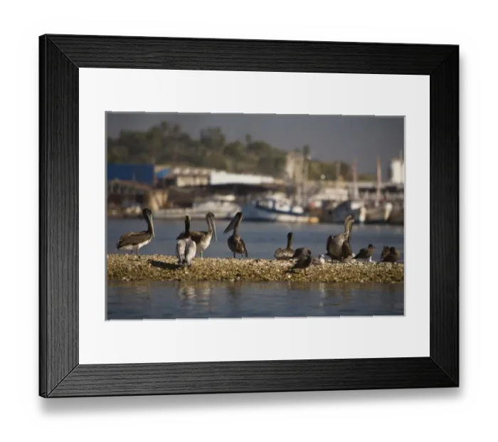 Framed Print : Waterfront Boat Tour, Mazatlan, Sinaloa State, Mexico Framed Print : Waterfront Boat Tour, Mazatlan, Sinaloa State, Mexico