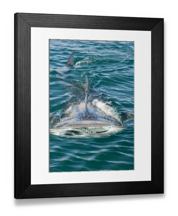 Framed Print : Mexico, Baja California, Midriff Islands, Sea of Cortez, Bahia de los Angeles. Area Framed Print : Mexico, Baja California, Midriff Islands, Sea of Cortez, Bahia de los Angeles. Area