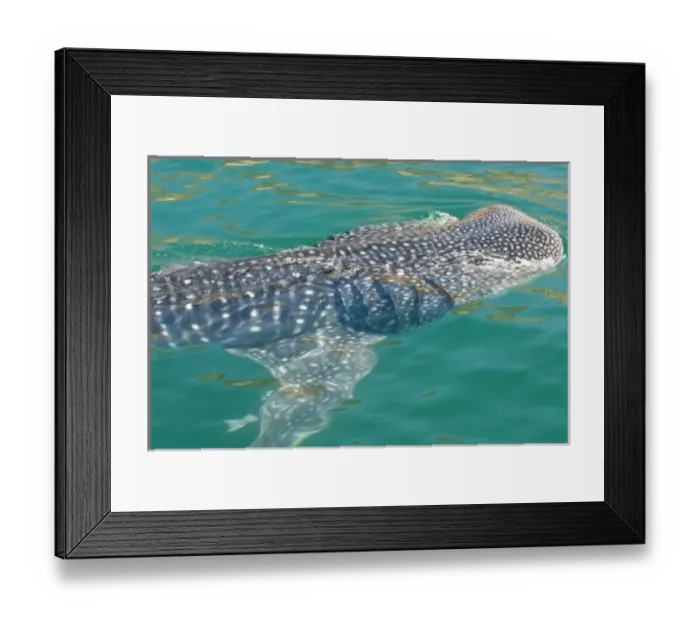 Framed Print : Mexico, Baja California, Midriff Islands, Sea of Cortez, Bahia de los Angeles. Area Framed Print : Mexico, Baja California, Midriff Islands, Sea of Cortez, Bahia de los Angeles. Area