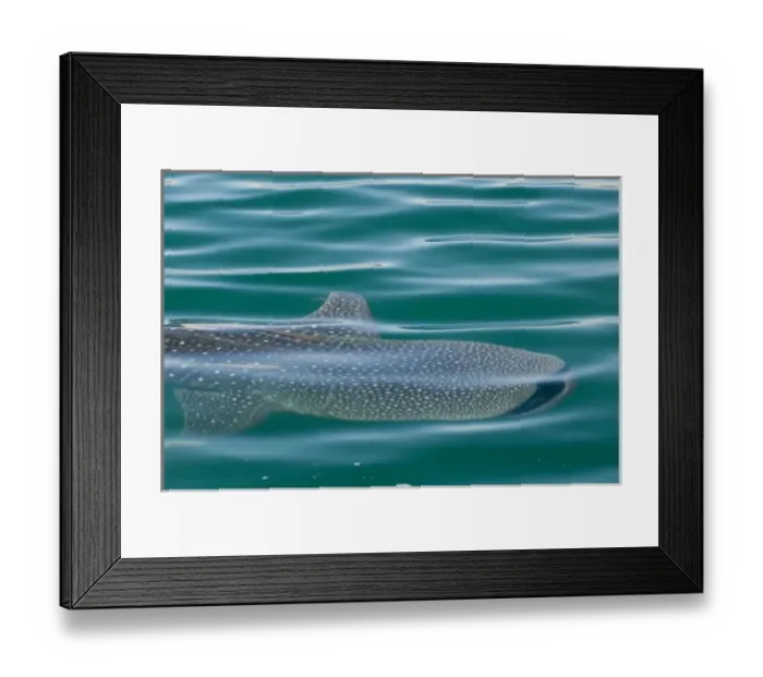 Framed Print : Mexico, Baja California, Midriff Islands, Sea of Cortez, Bahia de los Angeles. Area Framed Print : Mexico, Baja California, Midriff Islands, Sea of Cortez, Bahia de los Angeles. Area