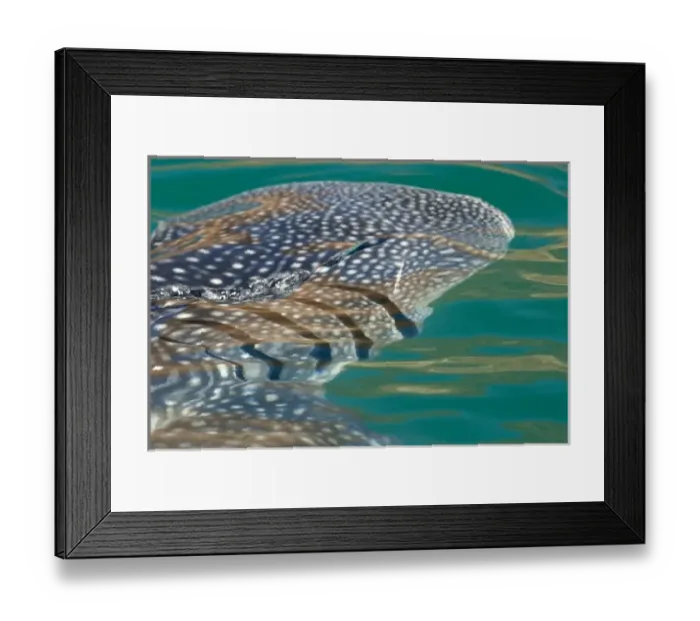 Framed Print : Mexico, Baja California, Midriff Islands, Sea of Cortez, Bahia de los Angeles. Area
