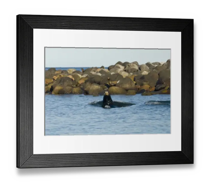 Framed Print : Mexico, Baja California, Bahia de las Animas. Sea Lion island - haul out for California Sea Lions