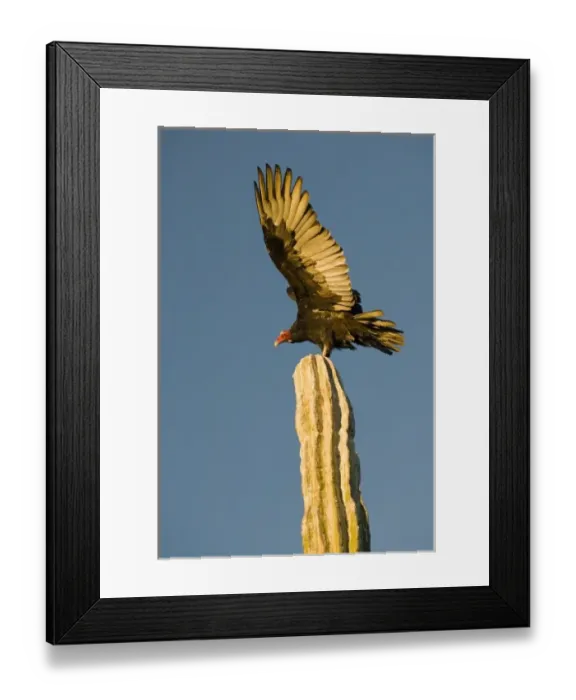Framed Print : Mexico, Baja California, Sonoran Desert. Classic desert scenic with Turkey Vulture Framed Print : Mexico, Baja California, Sonoran Desert. Classic desert scenic with Turkey Vulture