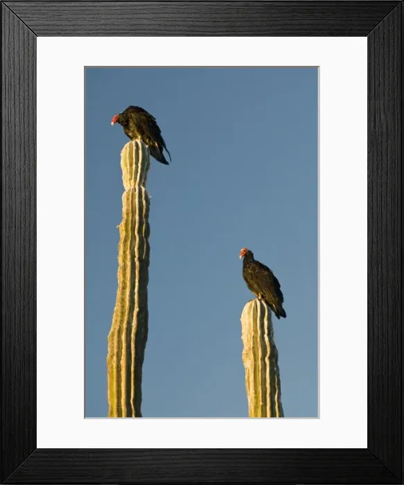 Framed Print : Mexico, Baja California, Sonoran Desert. Classic desert scenic with Turkey Vultures Framed Print : Mexico, Baja California, Sonoran Desert. Classic desert scenic with Turkey Vultures