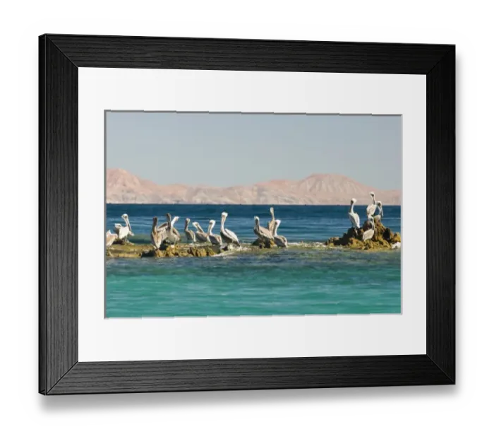 Framed Print : Mexico, Baja California, Sea of Cortez, Bahia de los Angeles. Brown Pelicans (Pelacanus Framed Print : Mexico, Baja California, Sea of Cortez, Bahia de los Angeles. Brown Pelicans (Pelacanus