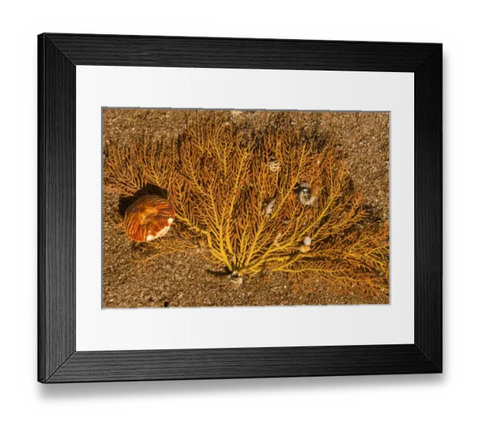 Framed Print : Mexico, Baja California, Sea of Cortez. Shoreline sculpture - various detritus washed up with ebb Framed Print : Mexico, Baja California, Sea of Cortez. Shoreline sculpture - various detritus washed up with ebb