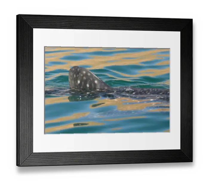 Framed Print : Mexico, Baja California, Midriff Islands, Sea of Cortez, Bahia de los Angeles. Area Framed Print : Mexico, Baja California, Midriff Islands, Sea of Cortez, Bahia de los Angeles. Area