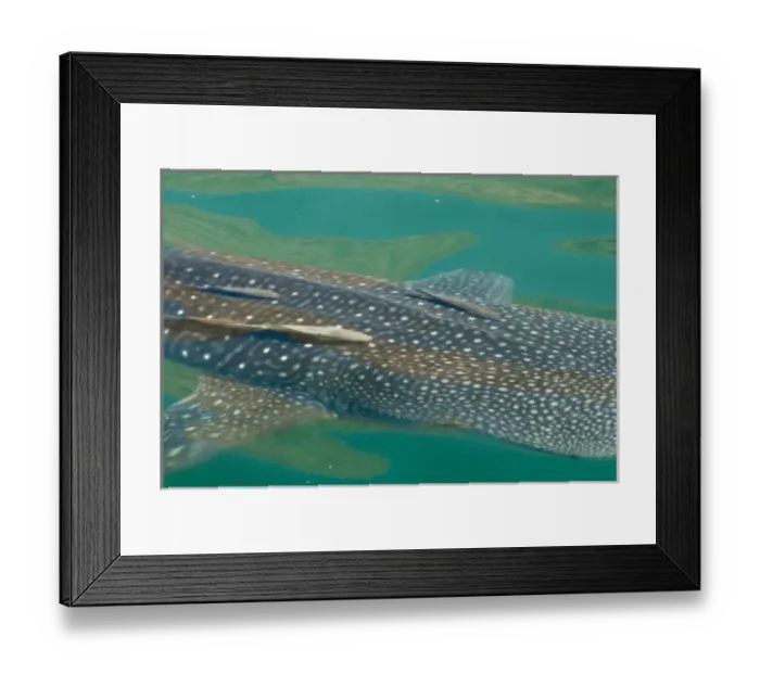 Framed Print : Mexico, Baja California, Midriff Islands, Sea of Cortez, Bahia de los Angeles. Area Framed Print : Mexico, Baja California, Midriff Islands, Sea of Cortez, Bahia de los Angeles. Area