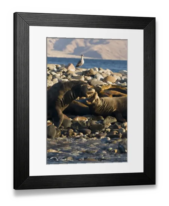 Framed Print : Mexico, Baja California, Bahia de las Animas. Sea Lion island - haul out for California Sea Lions Framed Print : Mexico, Baja California, Bahia de las Animas. Sea Lion island - haul out for California Sea Lions