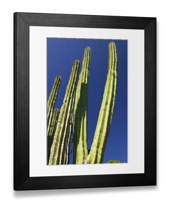 Framed Print : Mexico, Sinaloa State, Copala. Big Cactus Framed Print : Mexico, Sinaloa State, Copala. Big Cactus