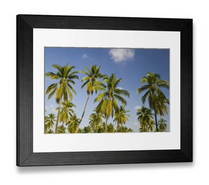 Framed Print : Mexico, Jalisco, Barra de Navidad. Palm Trees Along Coast Road #200 Framed Print : Mexico, Jalisco, Barra de Navidad. Palm Trees Along Coast Road #200