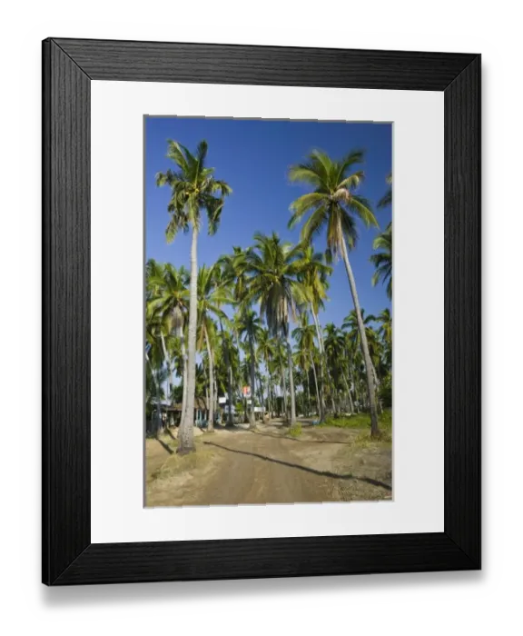 Framed Print : Mexico, Guerrero, Barra de Potosi. Palm Road