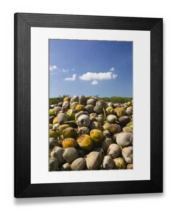 Framed Print : Mexico, Guerrero, Petatlan. Coconut Husks Framed Print : Mexico, Guerrero, Petatlan. Coconut Husks
