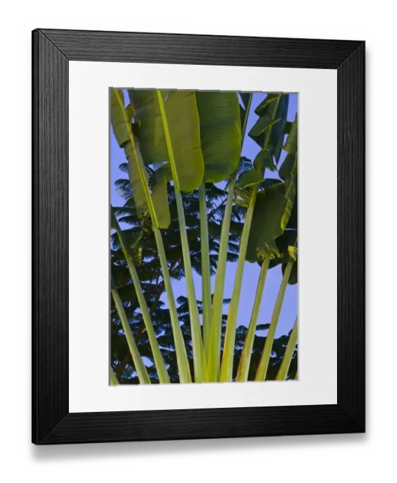 Framed Print : Mexico, Guerrero, Ixtapa. Palm  /  Dawn