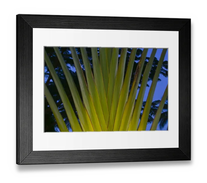 Framed Print : Mexico, Guerrero, Ixtapa. Palm / Dawn Framed Print : Mexico, Guerrero, Ixtapa. Palm / Dawn