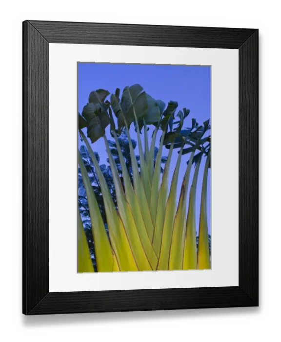Framed Print : Mexico, Guerrero, Ixtapa. Palm / Dawn Framed Print : Mexico, Guerrero, Ixtapa. Palm / Dawn