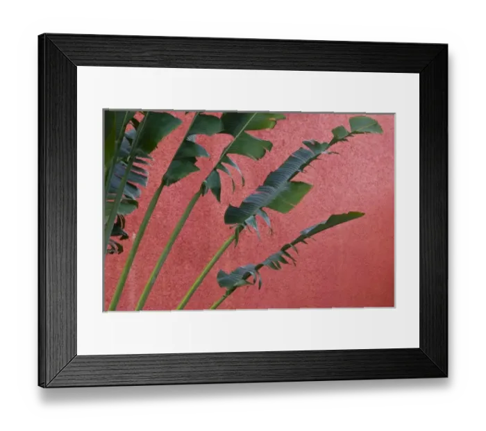 Framed Print : Mexico, Guerrero, Ixtapa. Hotel Palm / Dawn Framed Print : Mexico, Guerrero, Ixtapa. Hotel Palm / Dawn