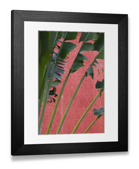 Framed Print : Mexico, Guerrero, Ixtapa. Hotel Palm / Dawn Framed Print : Mexico, Guerrero, Ixtapa. Hotel Palm / Dawn