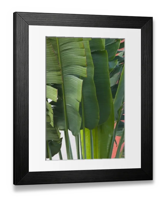 Framed Print : Mexico, Guerrero, Ixtapa. Hotel Palm / Dawn Framed Print : Mexico, Guerrero, Ixtapa. Hotel Palm / Dawn