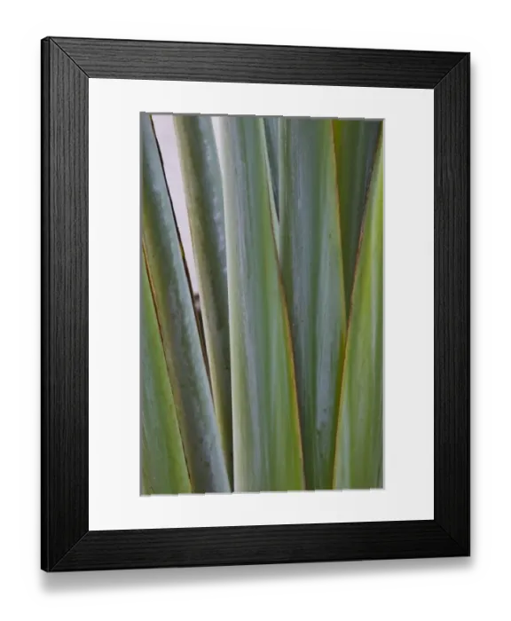 Framed Print : Mexico, Guerrero, Ixtapa. Hotel Palm / Dawn Framed Print : Mexico, Guerrero, Ixtapa. Hotel Palm / Dawn