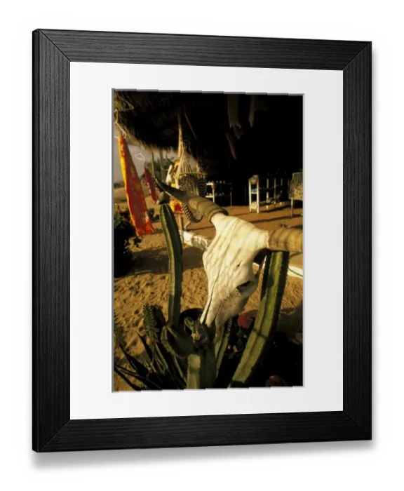 Framed Print : North America, Mexico, Baja California, Todos Santos. Old cattle skulls Framed Print : North America, Mexico, Baja California, Todos Santos. Old cattle skulls