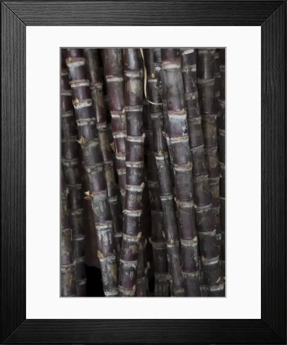 Framed Print : Nicaragua, Granada. Sugar cane for sale in market