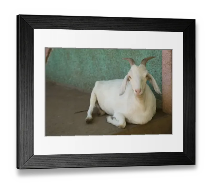 Framed Print : Nicaragua, Granada. Goat resting on porch in Villa Esperanza barrio. (MR) Framed Print : Nicaragua, Granada. Goat resting on porch in Villa Esperanza barrio. (MR)