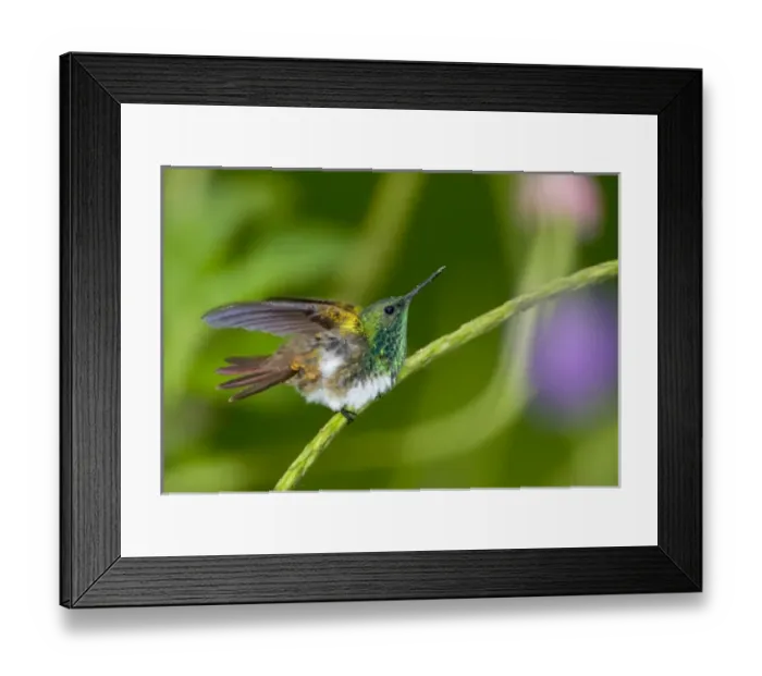 Framed Print : South America, Panama. Snowy-bellied hummingbird on limb Framed Print : South America, Panama. Snowy-bellied hummingbird on limb