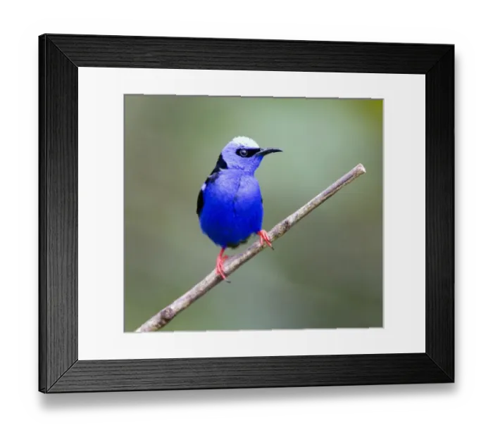 Framed Print : South America, Panama, Panama Canal Zone. Close-up of red-legged honeycreeper bird on limb Framed Print : South America, Panama, Panama Canal Zone. Close-up of red-legged honeycreeper bird on limb