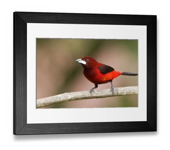 Framed Print : South America, Panama Canal Zone. Crimson-backed tanager on limb Framed Print : South America, Panama Canal Zone. Crimson-backed tanager on limb
