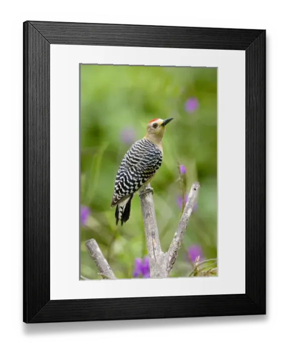 Framed Print : Central America, Panama Framed Print : Central America, Panama