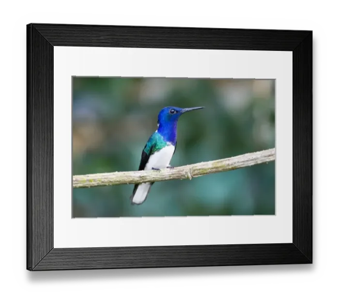 Framed Print : South America, Panama, Panama Canal Zone. Snowy-bellied hummingbird perched on limb Framed Print : South America, Panama, Panama Canal Zone. Snowy-bellied hummingbird perched on limb