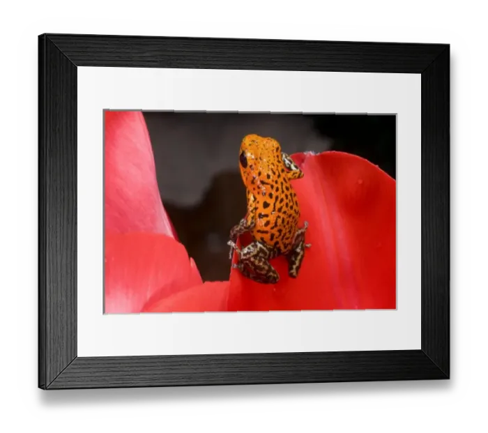 Framed Print : South America, Panama. Close-up of a variety of poison dart frog on red leaf