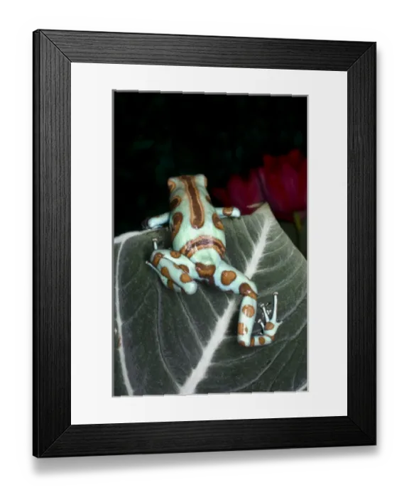 Framed Print : Central America, Panama Framed Print : Central America, Panama