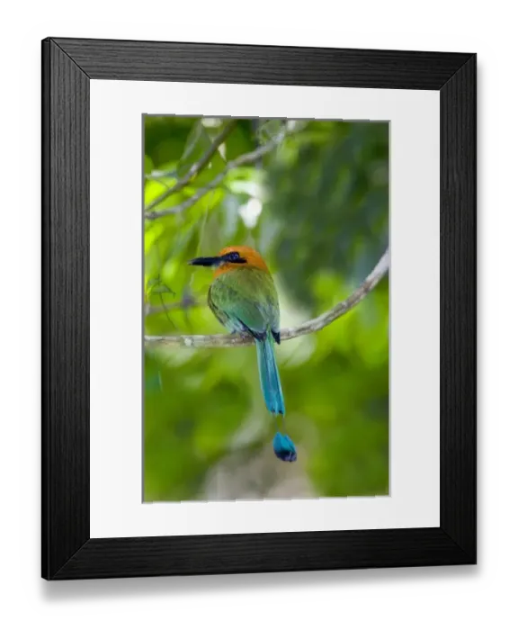 Framed Print : South America, Panama, Panama Canal Zone. Rear view of rufous mot mot bird on limb Framed Print : South America, Panama, Panama Canal Zone. Rear view of rufous mot mot bird on limb