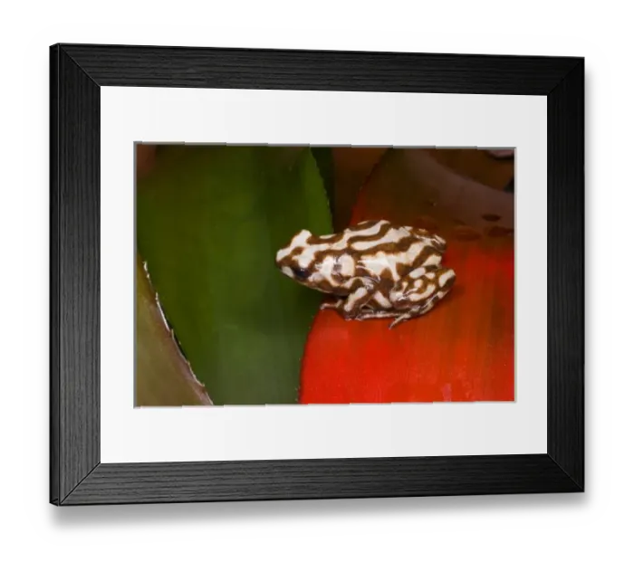 Framed Print : South America, Panama. Close-up of a variety of poison dart frog on red leaf Framed Print : South America, Panama. Close-up of a variety of poison dart frog on red leaf