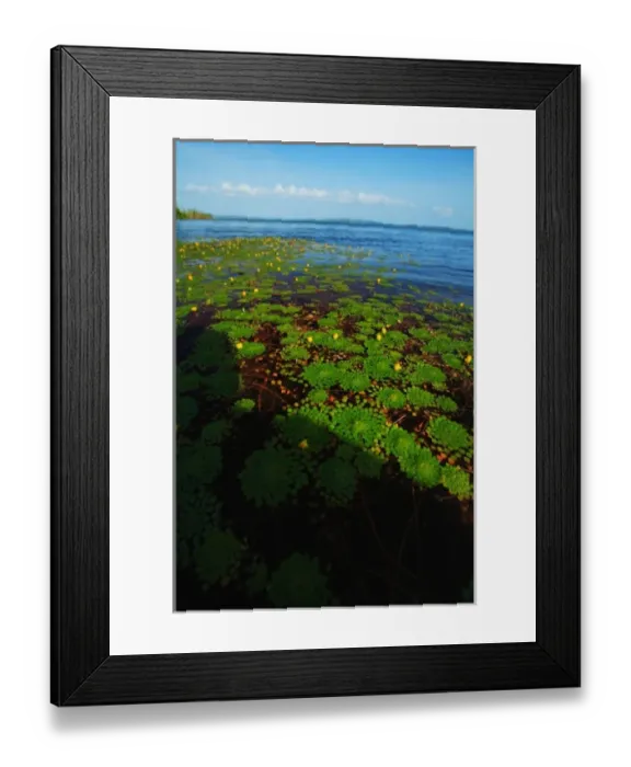 Framed Print : Panama, Panama Canal, tropical forest along the edges of the Panama Canal Framed Print : Panama, Panama Canal, tropical forest along the edges of the Panama Canal