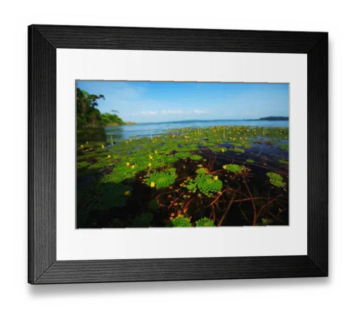 Framed Print : Panama, Panama Canal, tropical forest along the edges of the Panama Canal Framed Print : Panama, Panama Canal, tropical forest along the edges of the Panama Canal