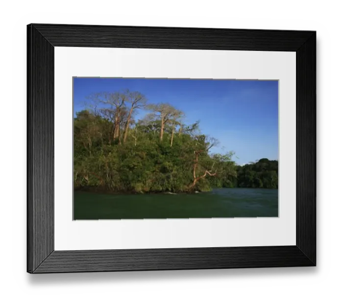 Framed Print : Panama, Panama Canal, tropical forest along the edges of the Panama Canal