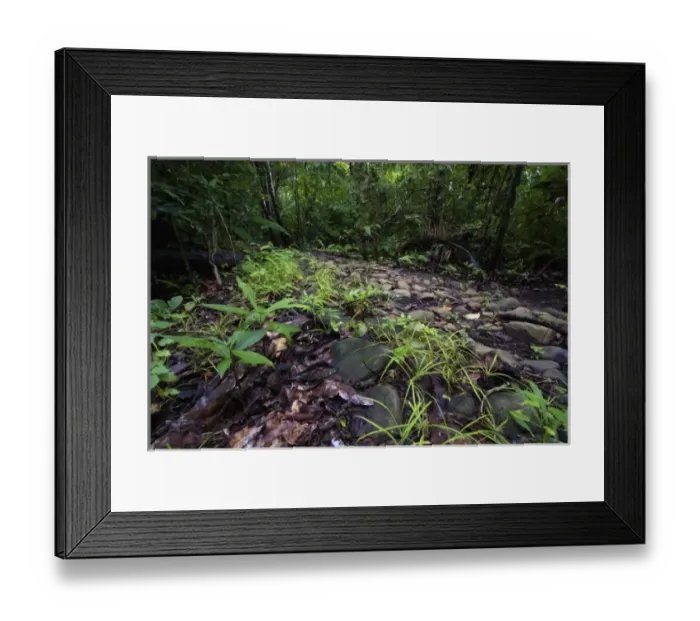 Framed Print : Panama, Camino del Cruiz, ruins of the old trade road that was used to transport gold