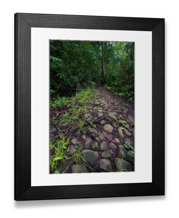 Framed Print : Panama, Camino del Cruiz, ruins of the old trade road that was used to transport gold