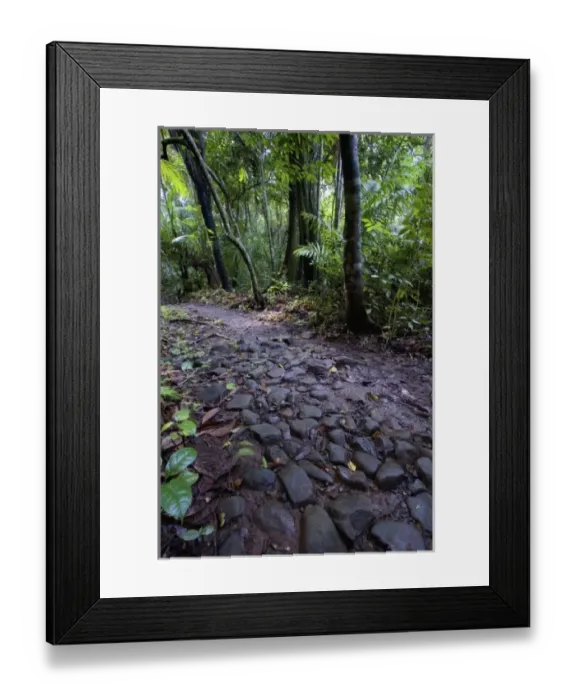 Framed Print : Panama, Camino del Cruiz, ruins of the old trade road that was used to transport gold