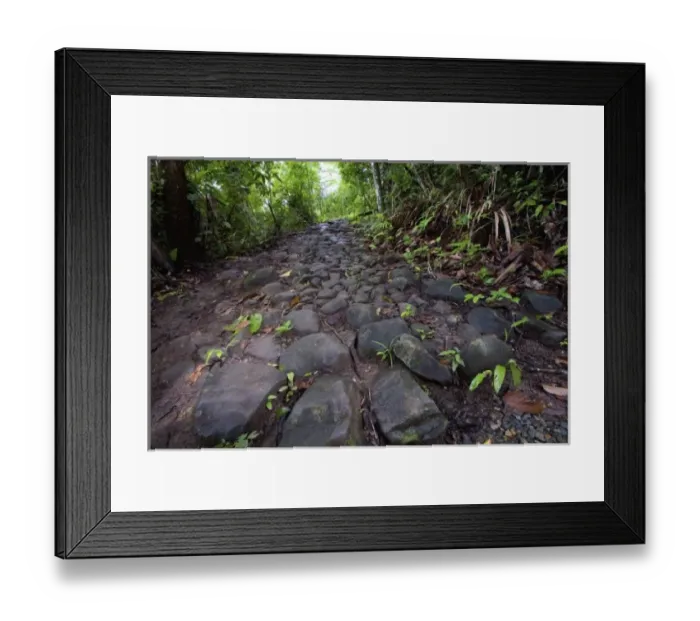 Framed Print : Panama, Camino del Cruiz, ruins of the old trade road that was used to transport gold Framed Print : Panama, Camino del Cruiz, ruins of the old trade road that was used to transport gold