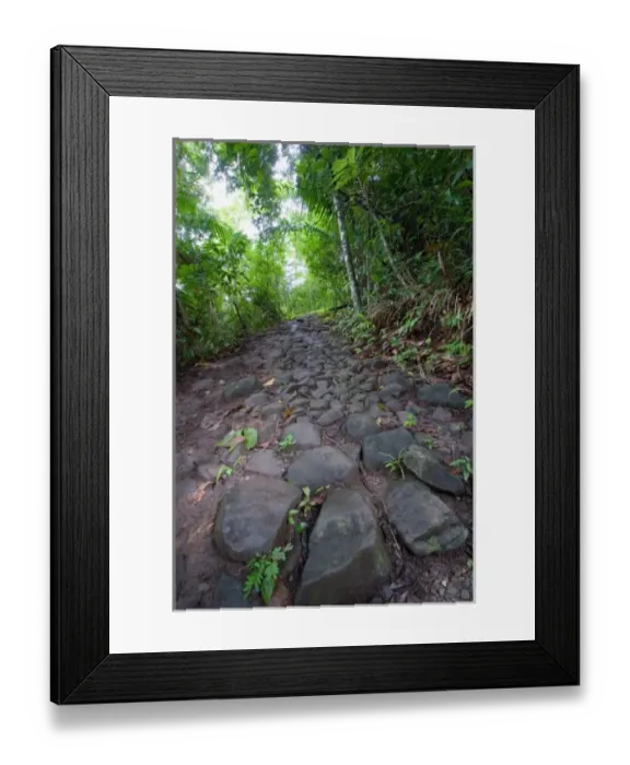 Framed Print : Panama, Camino del Cruiz, ruins of the old trade road that was used to transport gold