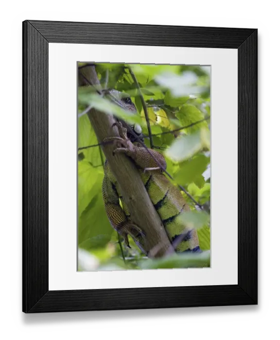 Framed Print : Central America, Panama Framed Print : Central America, Panama
