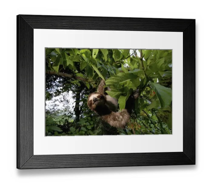 Framed Print : Panama, Panama City, Parque Metropolitano, Three-toed Sloth - BRADYPUS TRIDACTYLUS Framed Print : Panama, Panama City, Parque Metropolitano, Three-toed Sloth - BRADYPUS TRIDACTYLUS